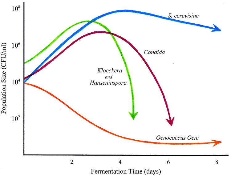 Yeast Temperature Chart