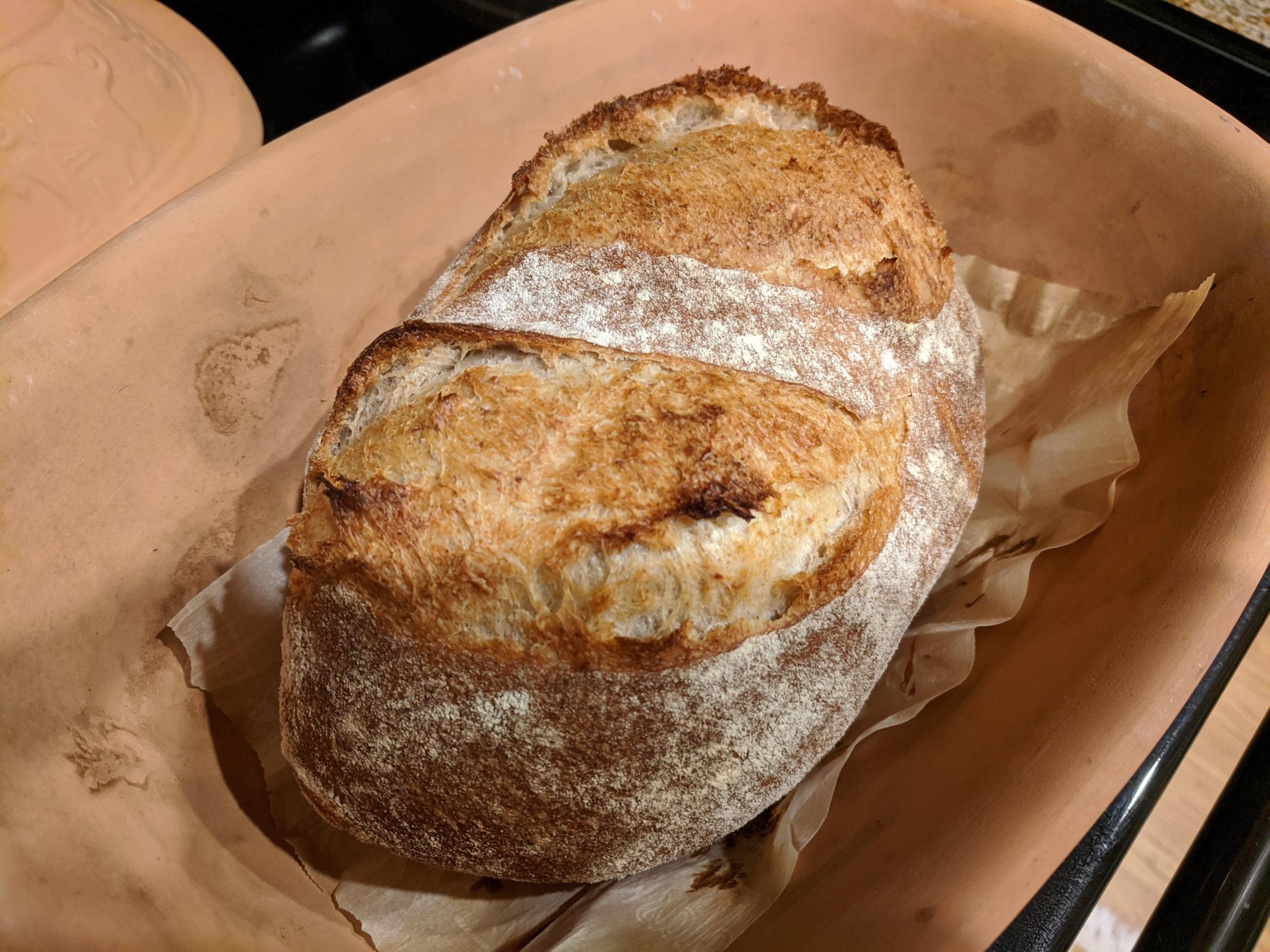 Fresh grapes for yeast water The Fresh Loaf