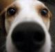 SeligmansDog's picture SeligmansDog's picture