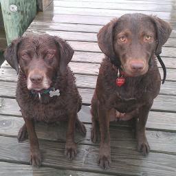 2brownbaydogs's picture 2brownbaydogs's picture