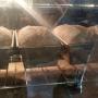 baking loaves