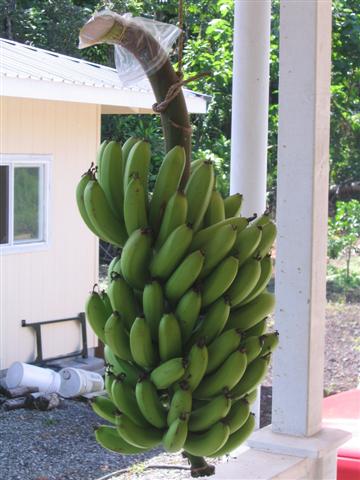 What? You don't have bananas hanging on your lanai?
