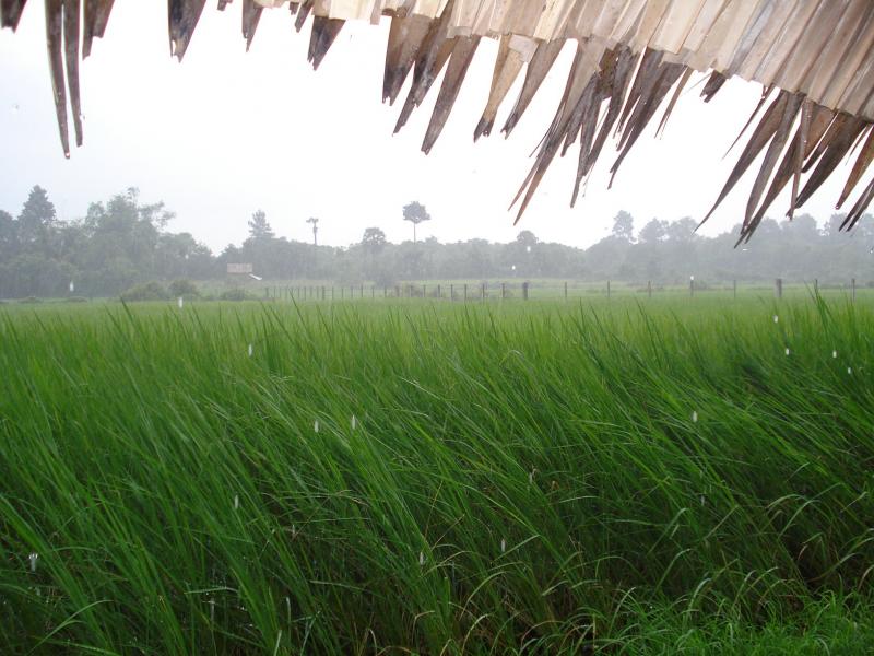 Rainfall at a rice field in Cambodia