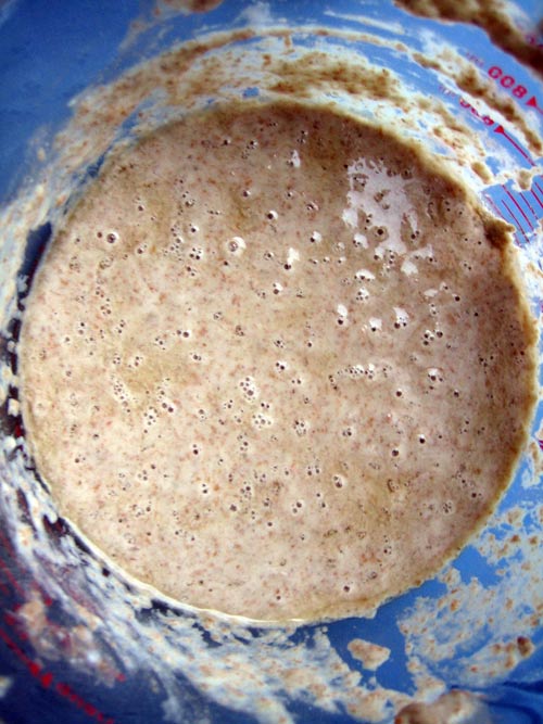 sourdough starter, day 3