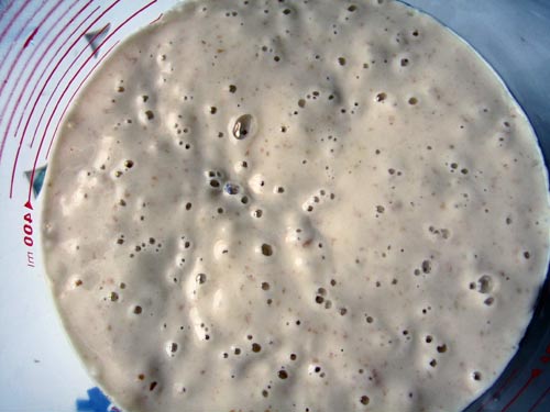 sourdough starter