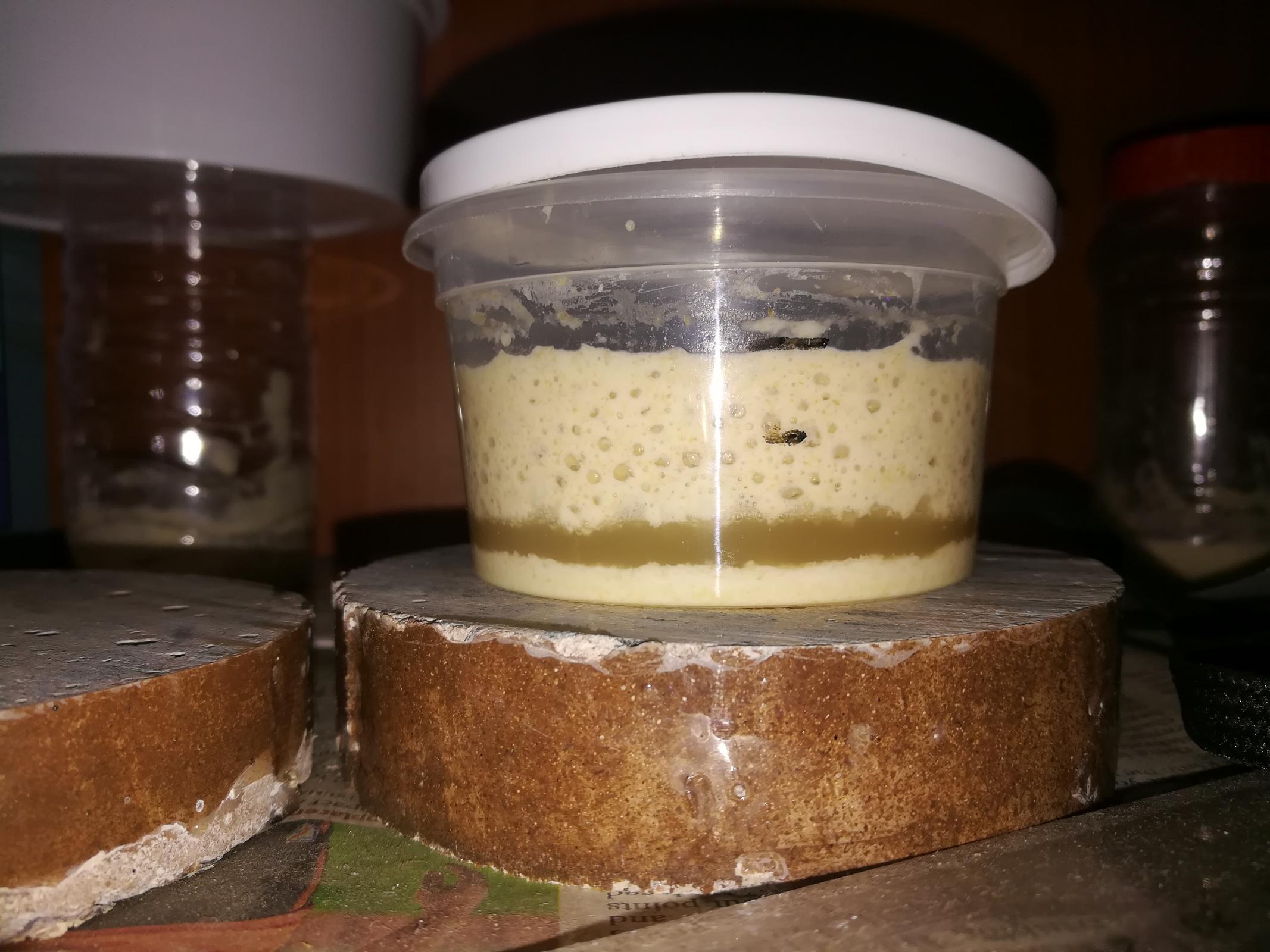 Sourdough starter on day 2 (check its image) | The Fresh Loaf
