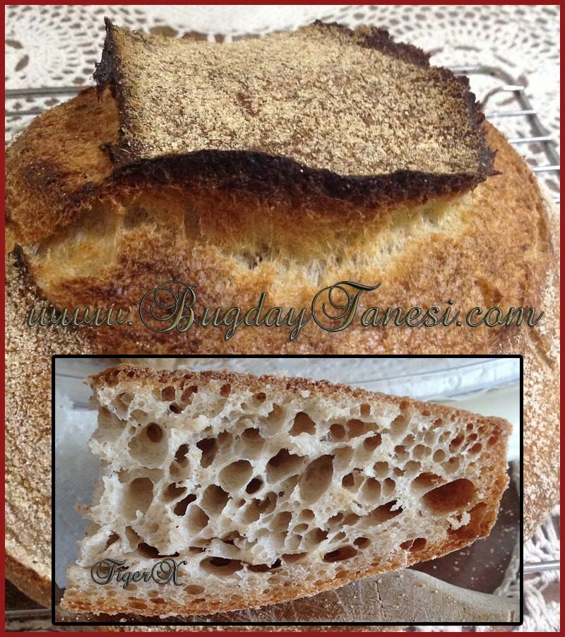 100 Hydration Bread by Whole Wheat Flour... The Fresh Loaf