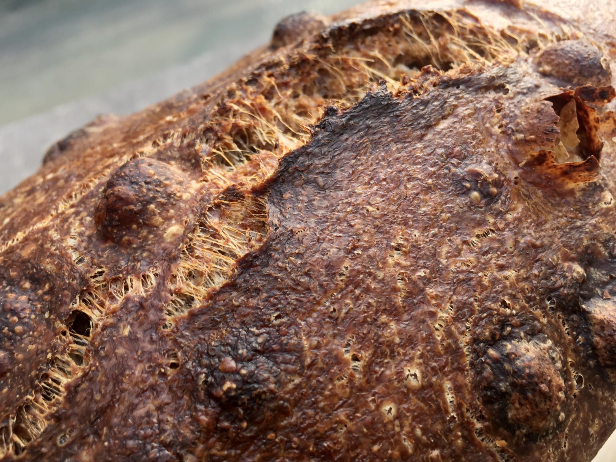 100 + Hydration Whole Wheat Sandwich Loaf The Fresh Loaf