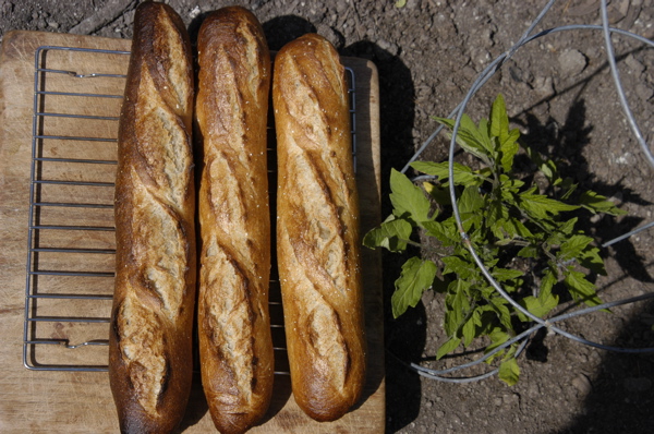 baguetts and new tomato plant