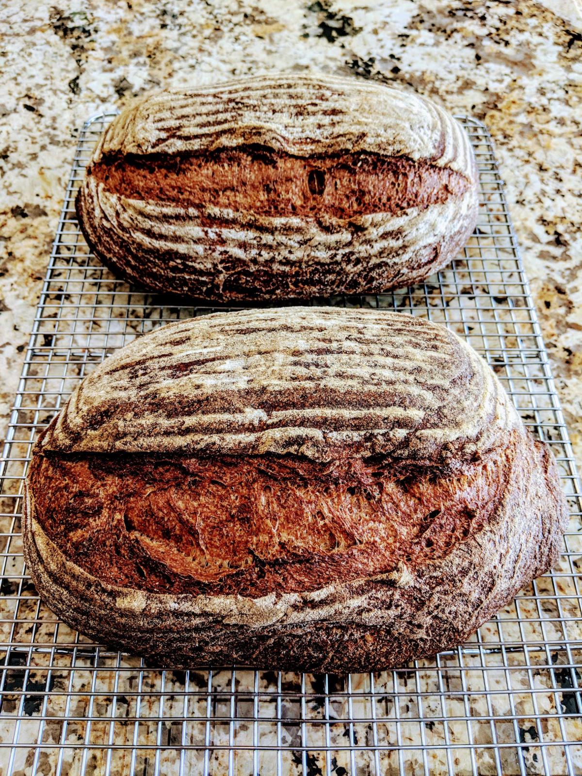 Two whole wheat bâtards, 1kg each, freshly milled flour