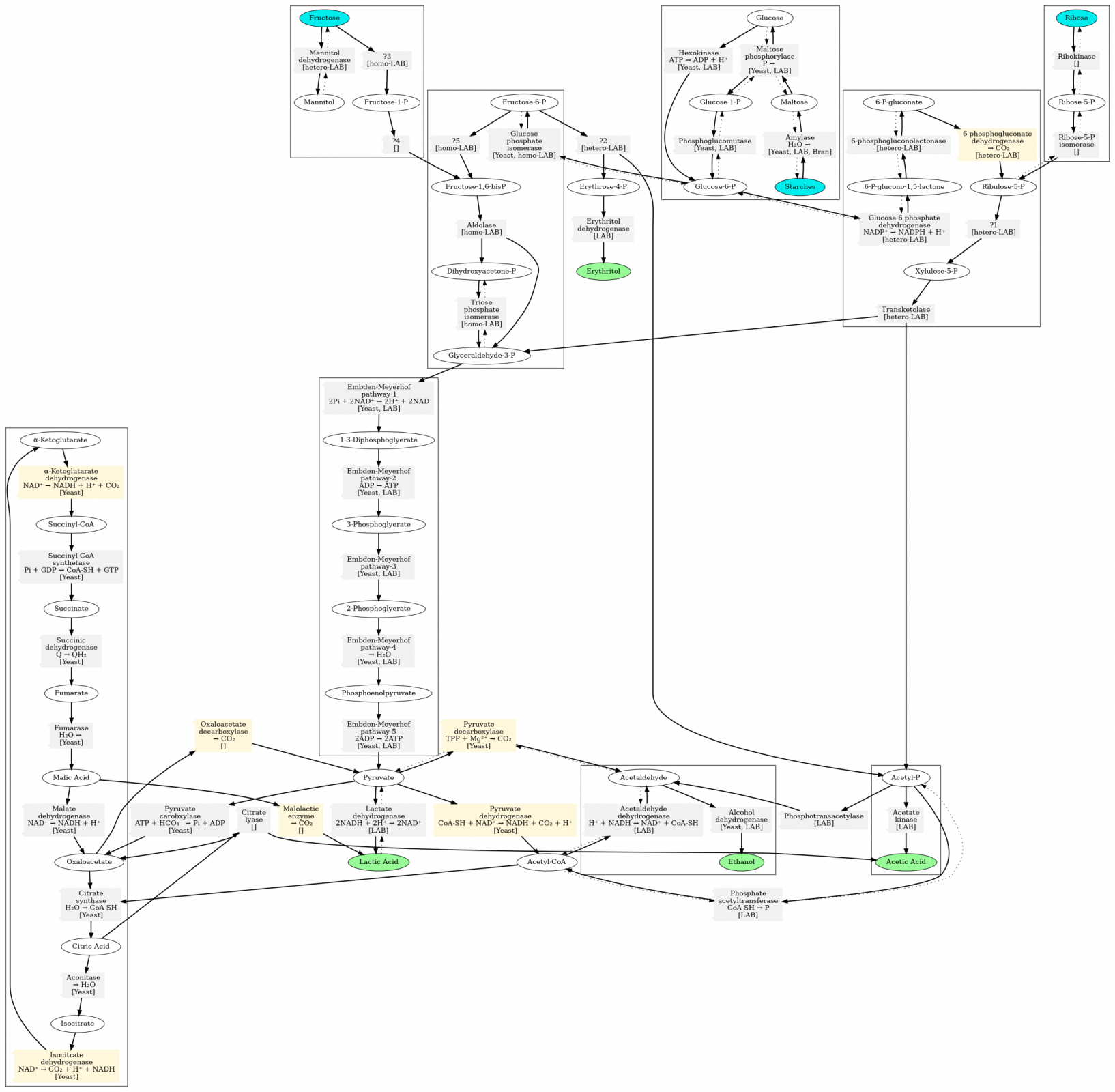 Metabolic Pathways