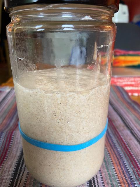 Sourdough starter at its height