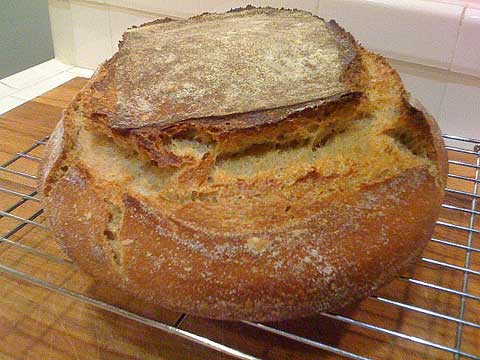 Bread with chicha and control starters