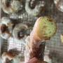 Donut Test2
