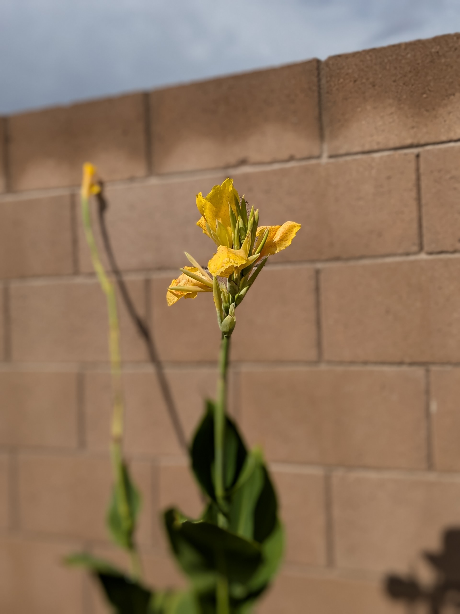 Canna Lillie 