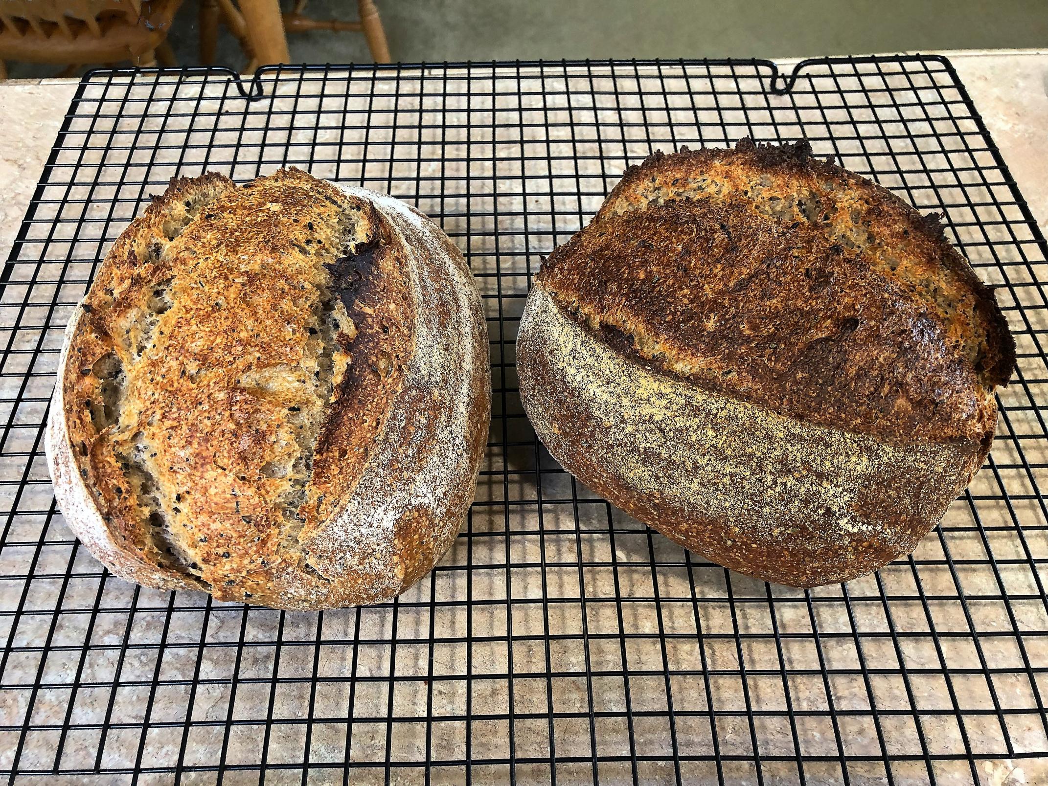 Ancient Grain SD with (mostly) Black Sesame Seeds