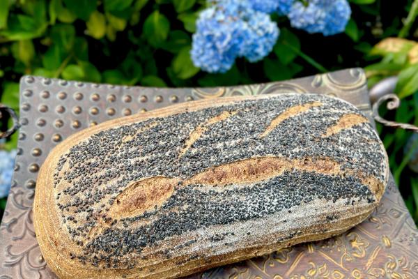 Main image Durum Whole Wheat SD