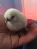 Profile picture for user luvchickens