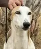 Profile picture for user Greyt-hound
