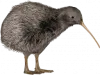 Profile picture for user Apteryx