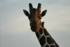 Profile picture for user Gay