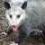 Profile picture for user Possum-Pie