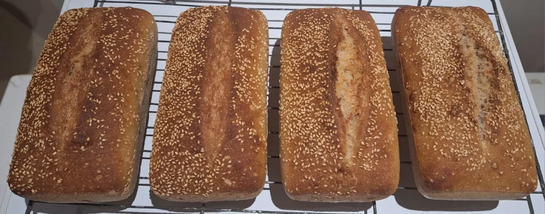 Four breads side by side as seen from the top. Breads are samples 1 to 4 from left to right as per the text. Breads 3 and 4 opened properly at the straight score.