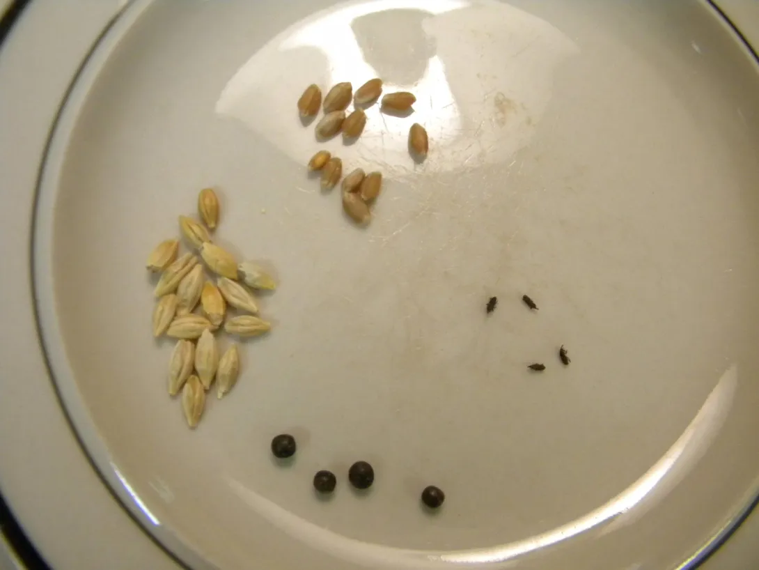 Plate of seed