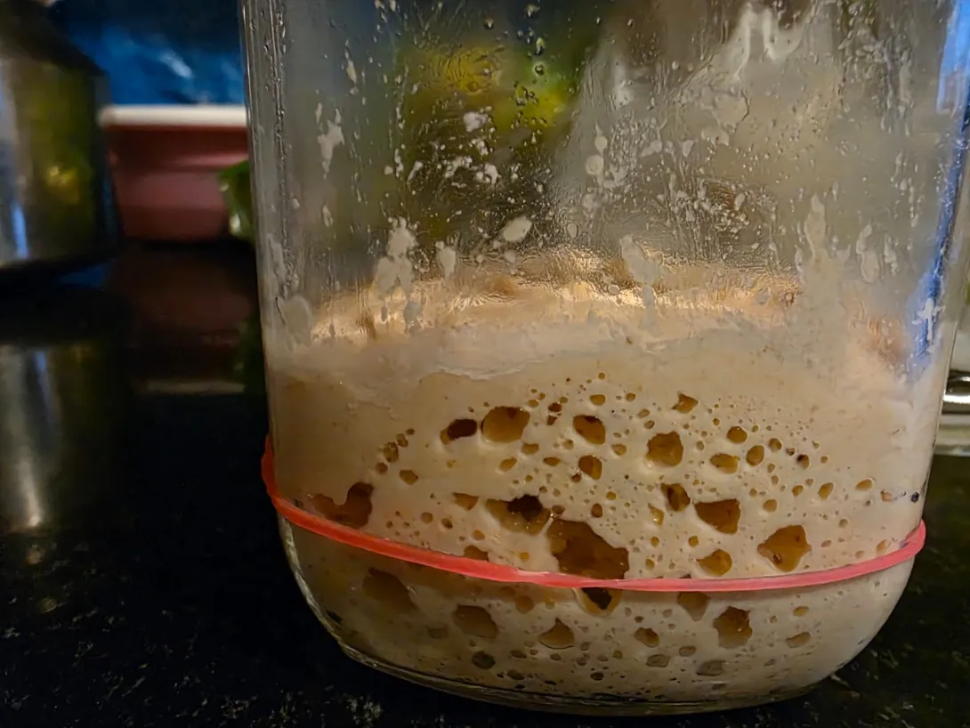 Whole-wheat sourdough starter, Day 17, 24 hours after feeding — visible internal bubbles but limited rise above rubber band.