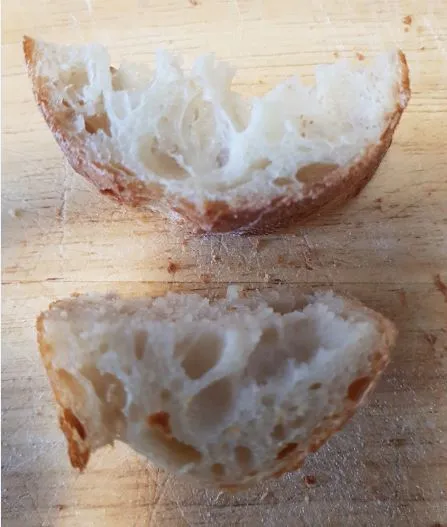 Baguette batch C bake 1 - crust cross-section (yeast and sourdough)