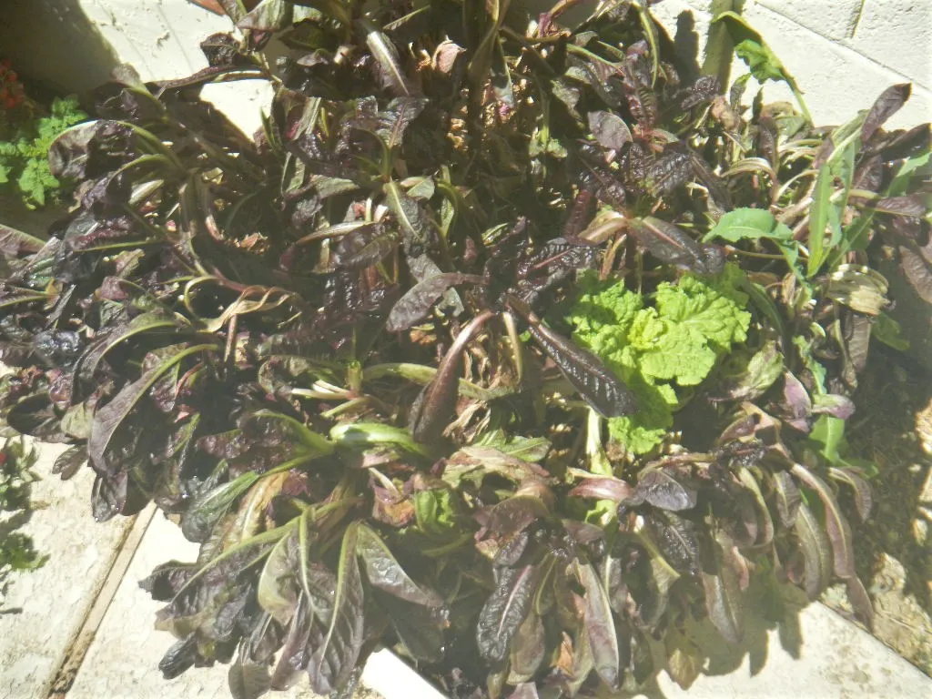 DSCN0927.JPG