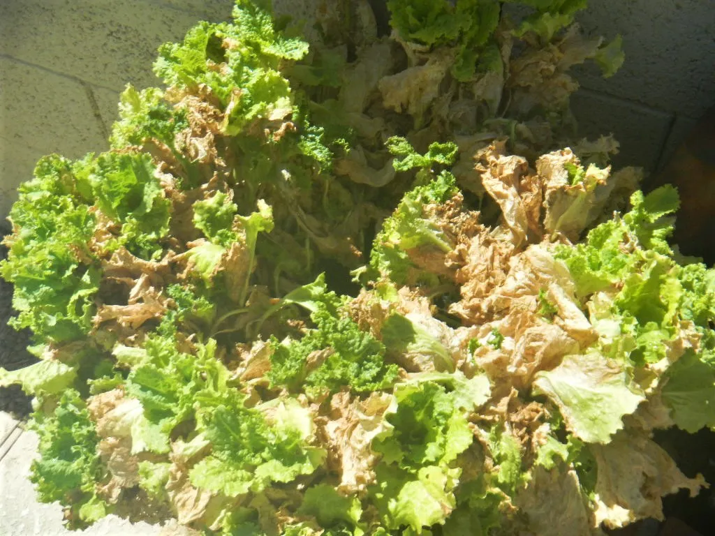 DSCN0928.JPG