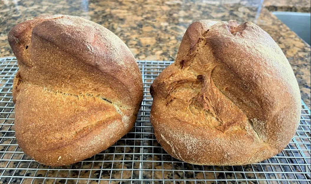 Pane di Altamura 5.3.2023 Crust.JPG Pane di Altamura 5.3.2023 Crust.JPG