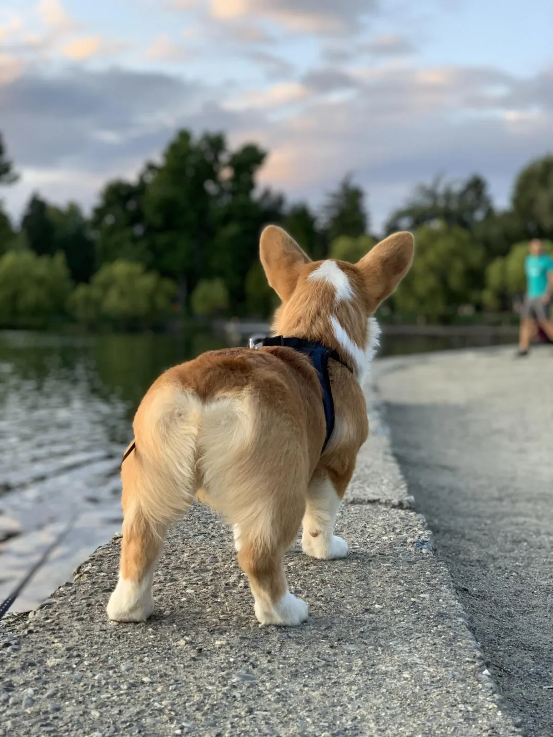 corgi.jpg