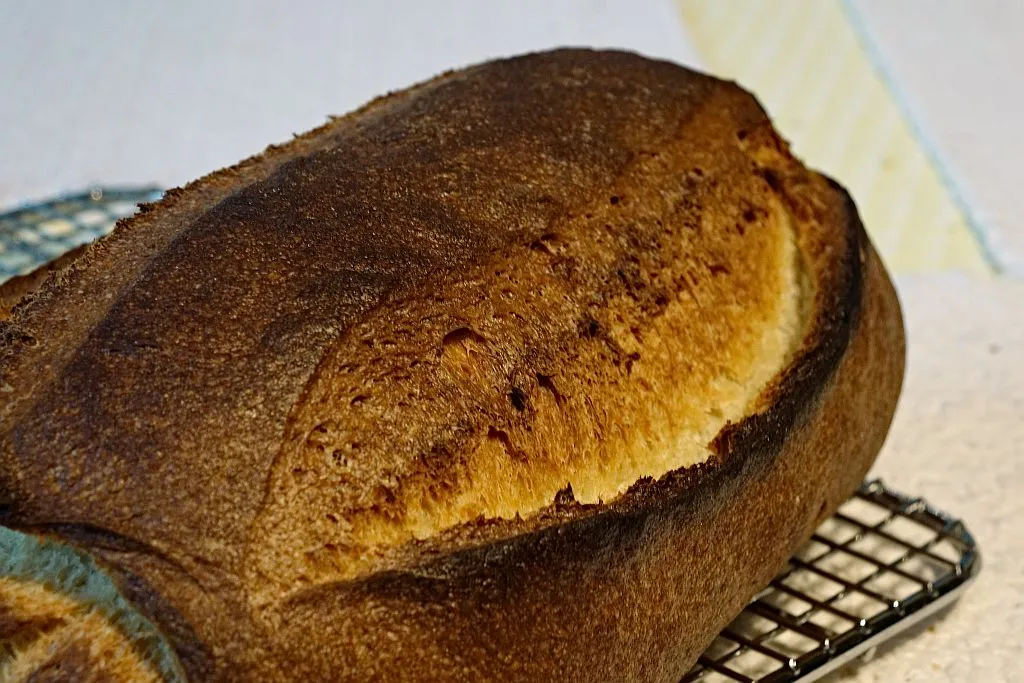 masa_harina_sourdough-2.jpg Masa Harina Sourdough overall view